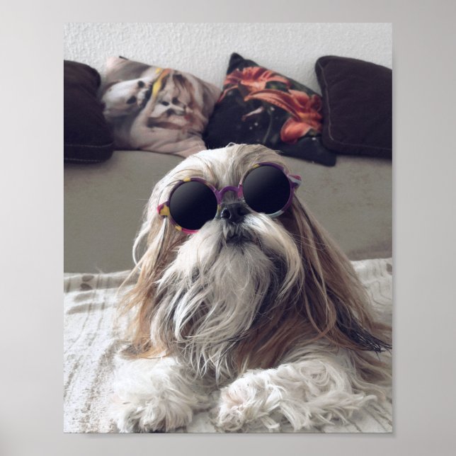 Affiche Cool Shih Tzu cheveux longs Lunettes de soleil vin (Devant)