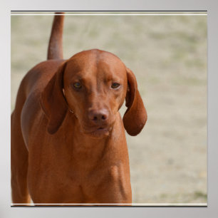 Affiche Coonhound