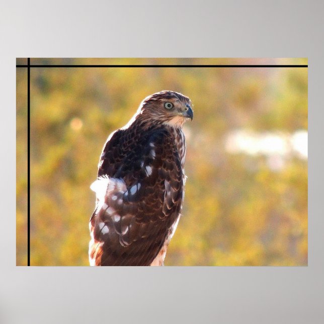 Affiche Cooper's Hawk (Devant)