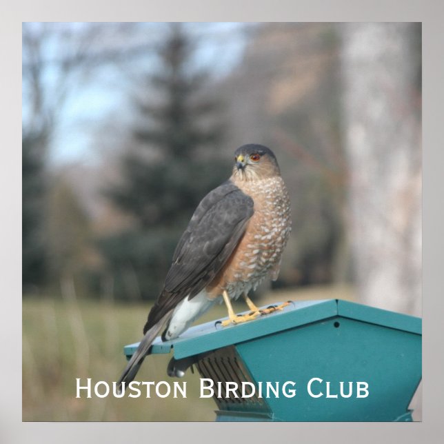 Affiche Coopers Hawk (Devant)