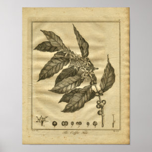 Affiche Copie 1817 de fines herbes de Culpeper de caféier