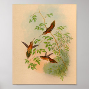 Affiche Copie 1861 de colibri d'ermite de cru