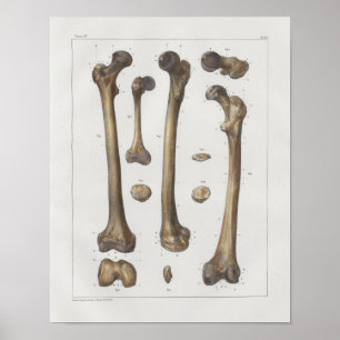 Affiche Copie 1867 vintage d'anatomie d'os de fémur de