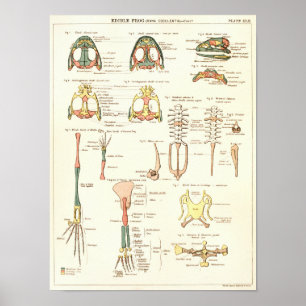 Affiche Copie 1881 d'anatomie de biologie de grenouille de
