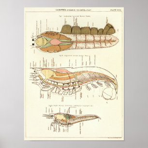 Affiche Copie 1881 d'anatomie de biologie de homard de cru