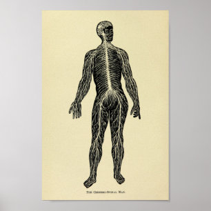 Affiche Copie 1920 d'art d'anatomie de système nerveux de