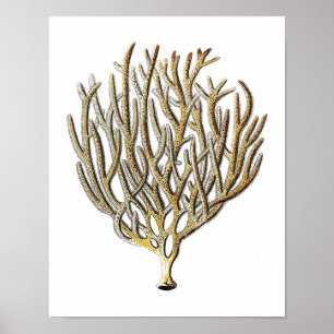 Affiche Copie antique de corail de l'histoire naturelle