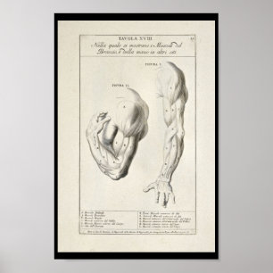 Affiche Copie artistique d'art de 1691 d'anatomie muscles