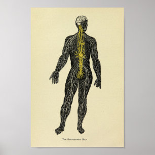Affiche Copie bienveillante d'art d'anatomie de nerfs du