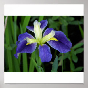 Affiche Copie bleue sauvage d'iris