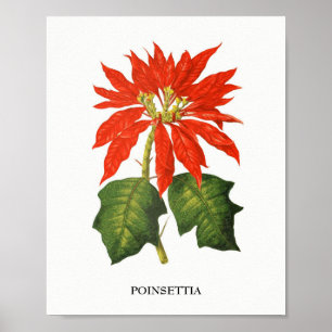 Affiche Copie botanique de poinsettia