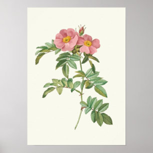 Affiche Copie botanique de rose vintage de rose