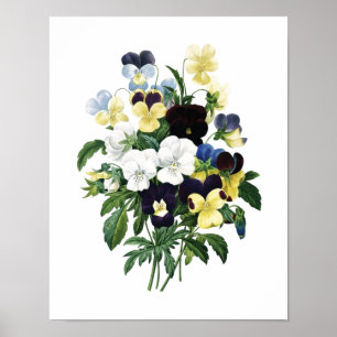 Affiche Copie botanique des PENSÉES originales par Redoute