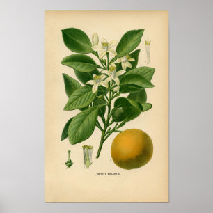 Affiche Copie botanique - orange douce
