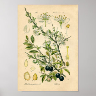 Affiche Copie botanique - prunellier (spinosa de Prunus)