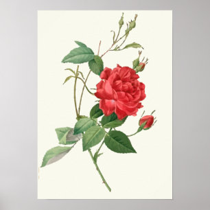 Affiche Copie botanique vintage de roses rouges