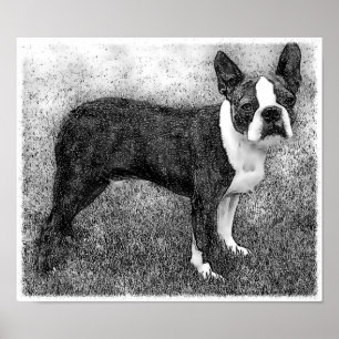 Affiche Copie d'affiche de Boston Terrier