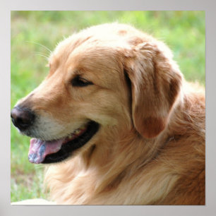 Affiche Copie d'affiche de chiot de golden retriever