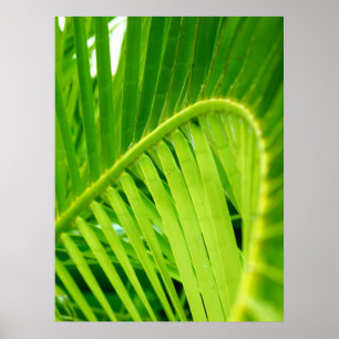 Affiche Copie d'affiche (de pirouette tropicale)
