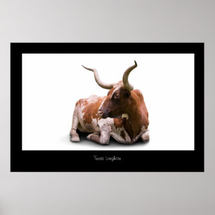 Affiche Copie d'affiche du Texas Longhorn