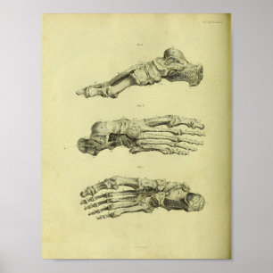 Affiche Copie d'anatomie de 1824 os de pied humain