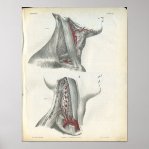 Affiche Copie d'anatomie de cou d'artères vertébrales