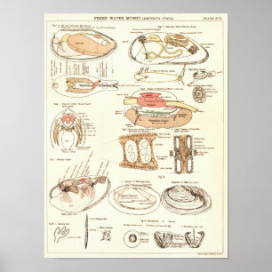 Affiche Copie d'anatomie de moule d'eau douce du cru 1881