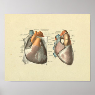Affiche Copie d'anatomie de veines d'artères de coeur