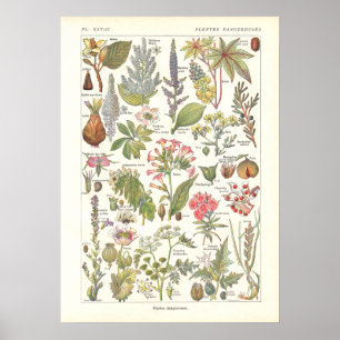 Affiche Copie dangereuse mortelle de plantes en français