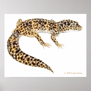Affiche Copie d'art de Gecko de léopard