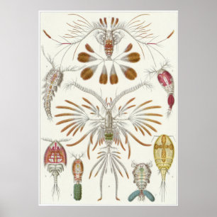 Affiche Copie d'art d'Ernst Haeckel : Copepoda