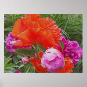 Affiche Copie d'art : Pavots, pivoines, orange et rose