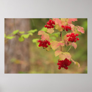 Affiche Copie de baies d'automne