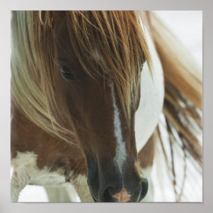 Affiche Copie de cheval de mustang