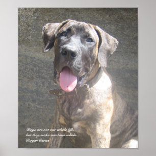 Affiche Copie de chiot de Presa Canario