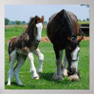 Affiche copie de clydesdale et de pouliche
