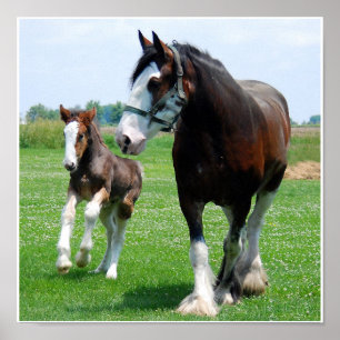 Affiche Copie de Clydesdale et de pouliche