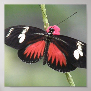 Affiche Copie de conception de photo de papillon