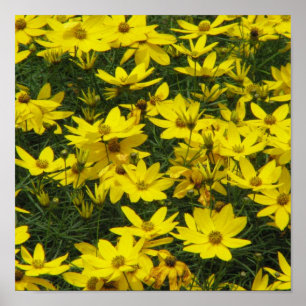 Affiche Copie de Coreopsis