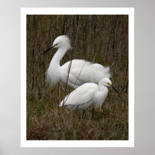 Affiche Copie de deux de héron d'oiseaux animaux de faune