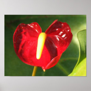 Affiche Copie de fleur d'anthure