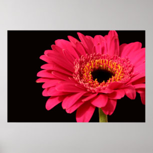 Affiche Copie de Gerbera