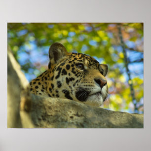 Affiche Copie de Jaguar