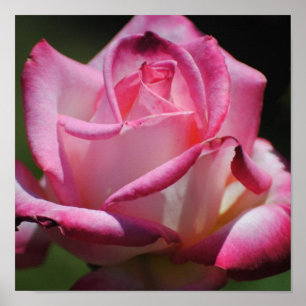 Affiche Copie de Kordes Perfecta de rose de rose