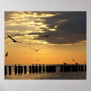 Affiche Copie de la Floride d'oiseaux de coucher du soleil