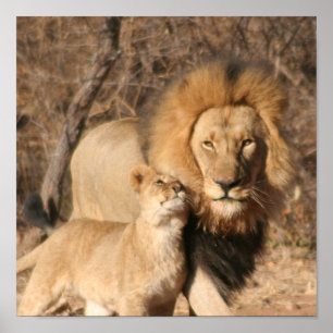Affiche Copie de lion et de CUB de lion