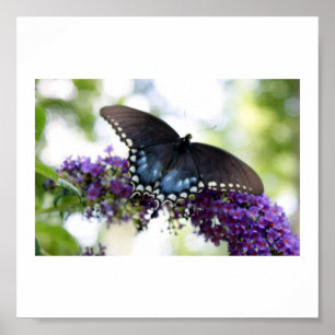Affiche Copie de papillon de jardin