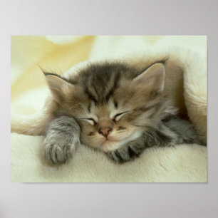 Affiche Copie de petit somme de chat