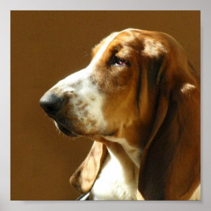 Affiche Copie de photo de Basset Hound