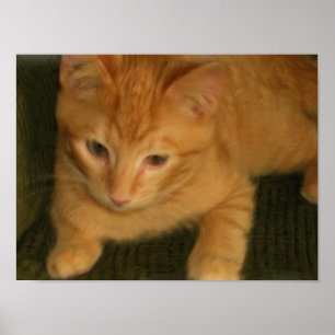 Affiche Copie de photo de Kitty